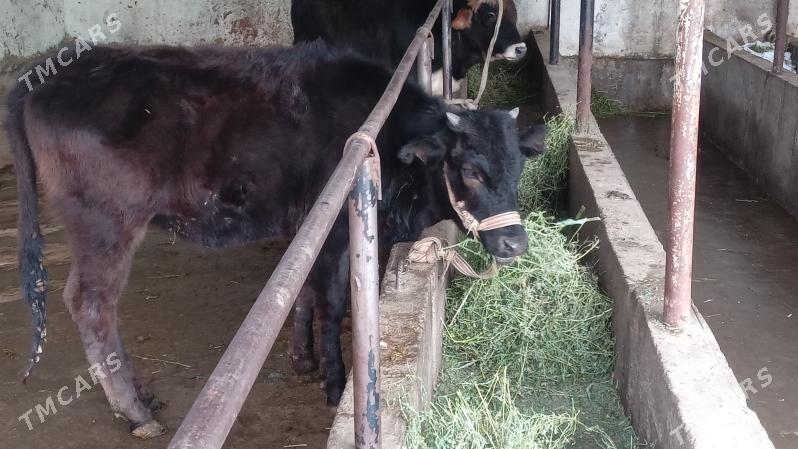 Tüwe ökūz - Aşgabat - img 1