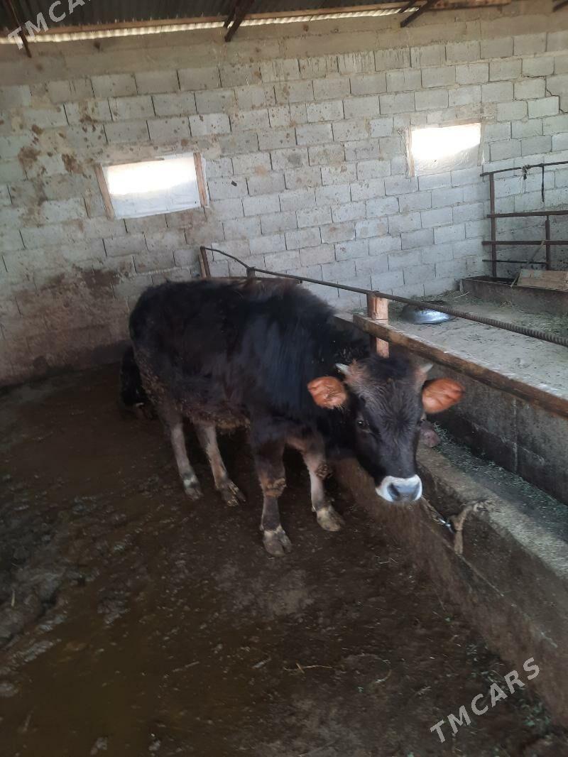 Öküz bakyda duran - Гёкдепе - img 1