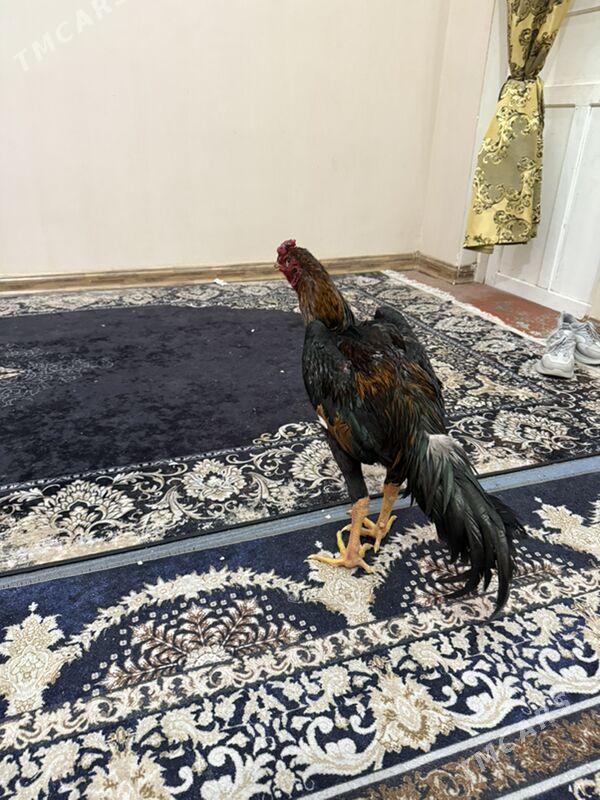 horaz - Чарджоу - img 1