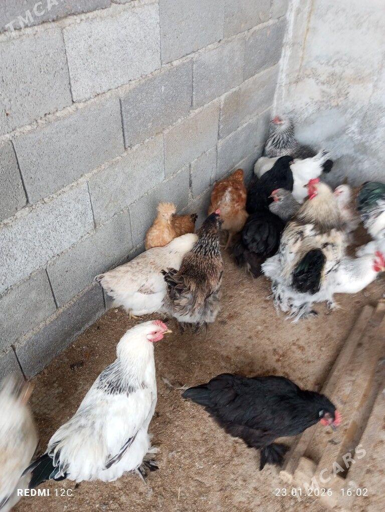 jüje - Täze zaman - img 1