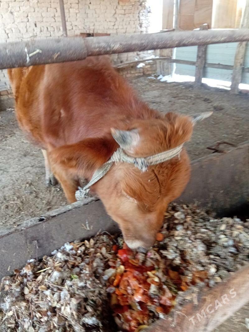 okuz - Чарджоу - img 1