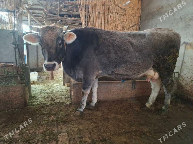 Bogaz sygyr - Ak bugdaý etraby - img 1