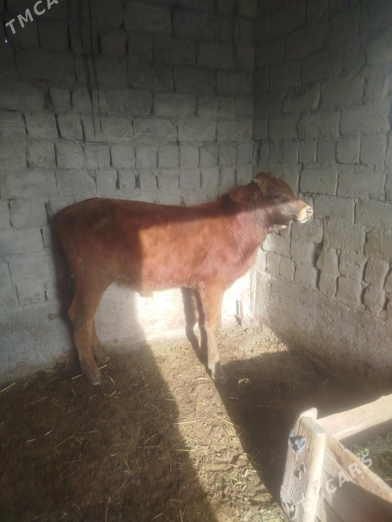 okuzler - Бахарден - img 1