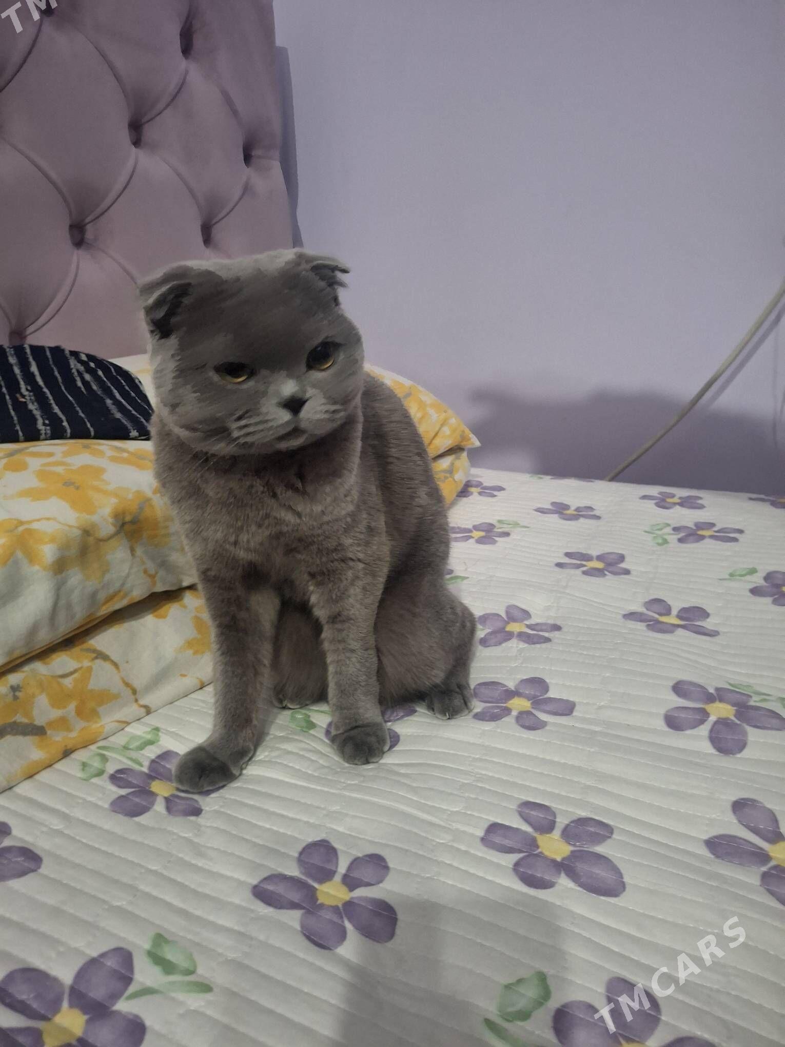 pisik - 1 mkr - img 1