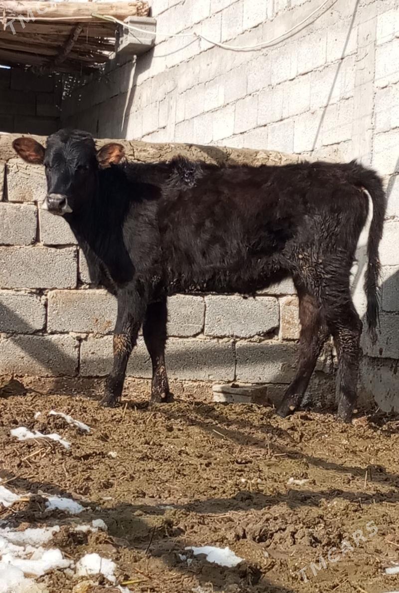 TOHUM TÜWE - Гёкдепе - img 1