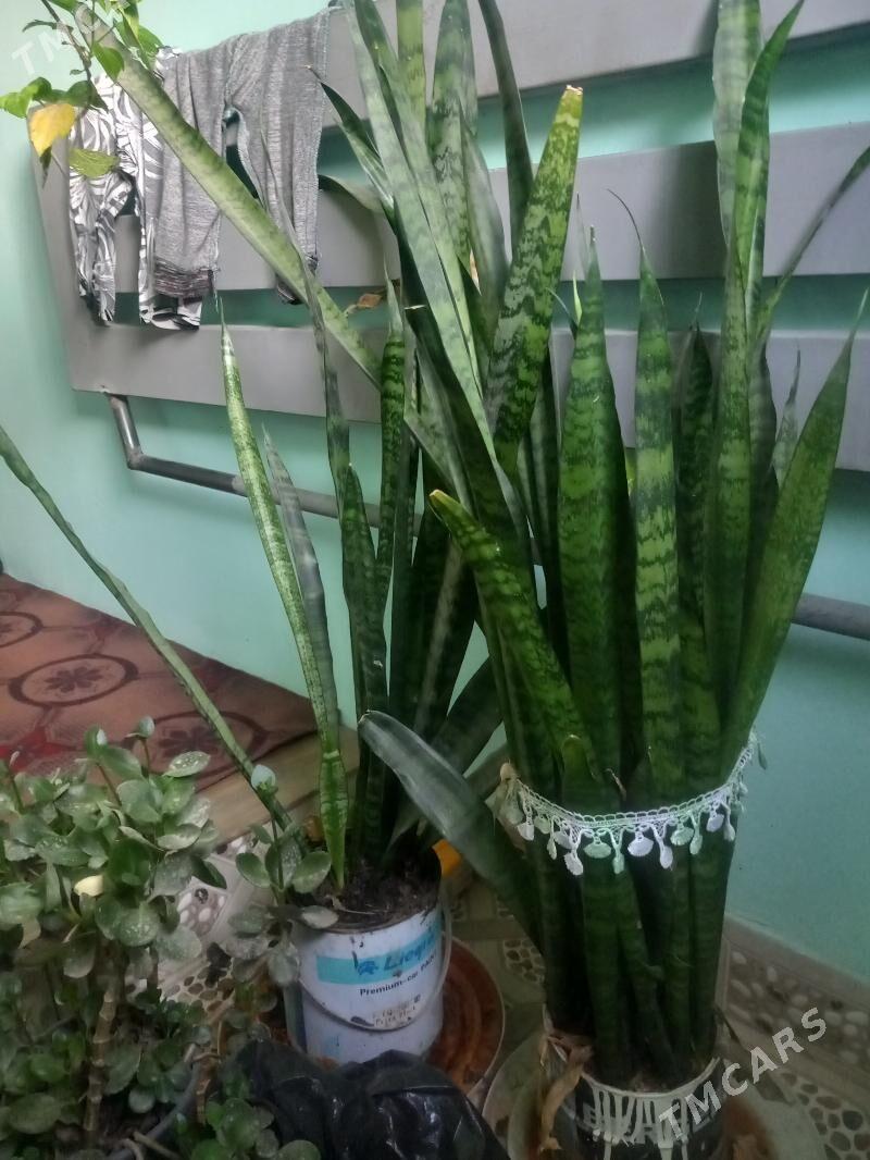 guller - Şabat etr. - img 1