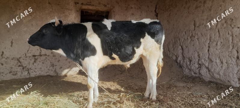 Şwet Golşteýin - Görogly (Tagta) - img 1