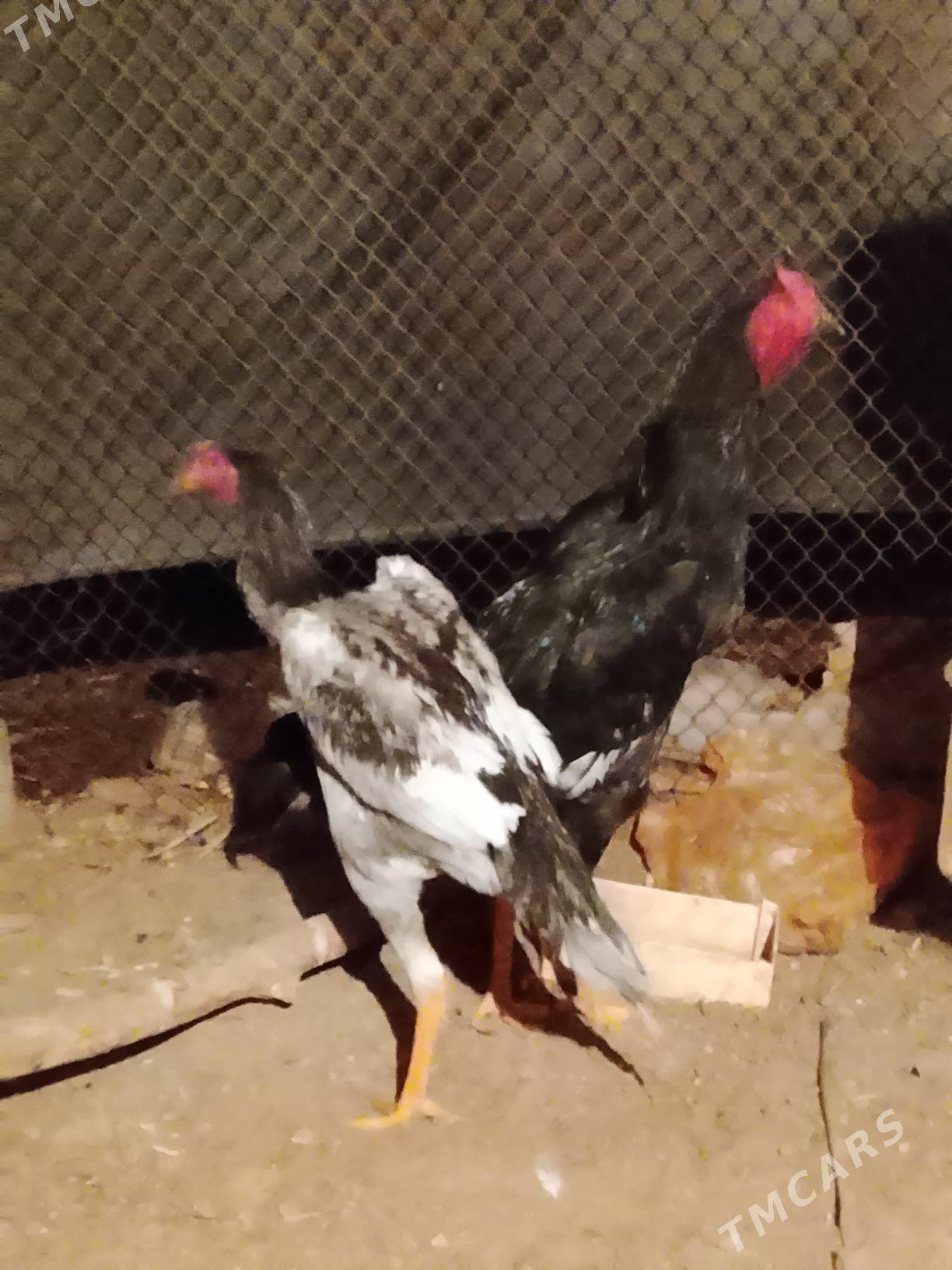 Horoz baysowy - Байрамали - img 1