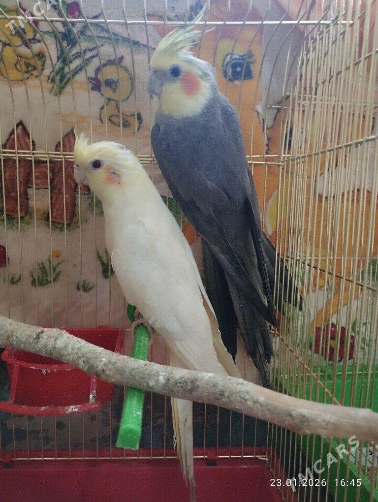 Корела попугай - Мары - img 1