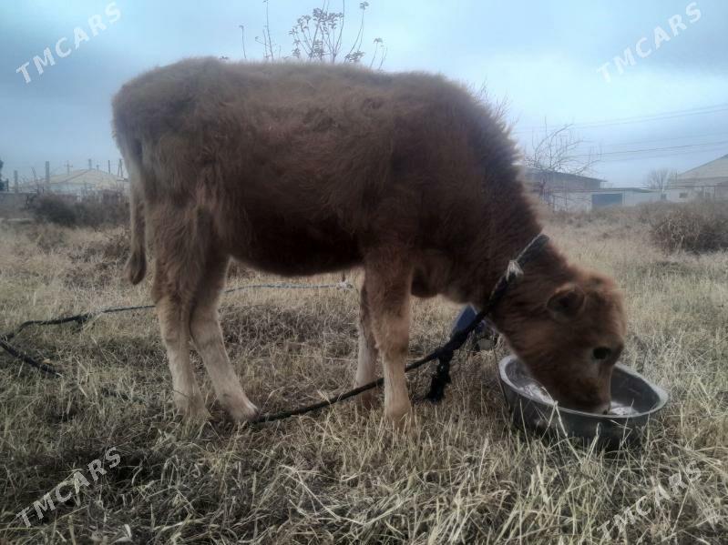 Gole - Gökdepe - img 1