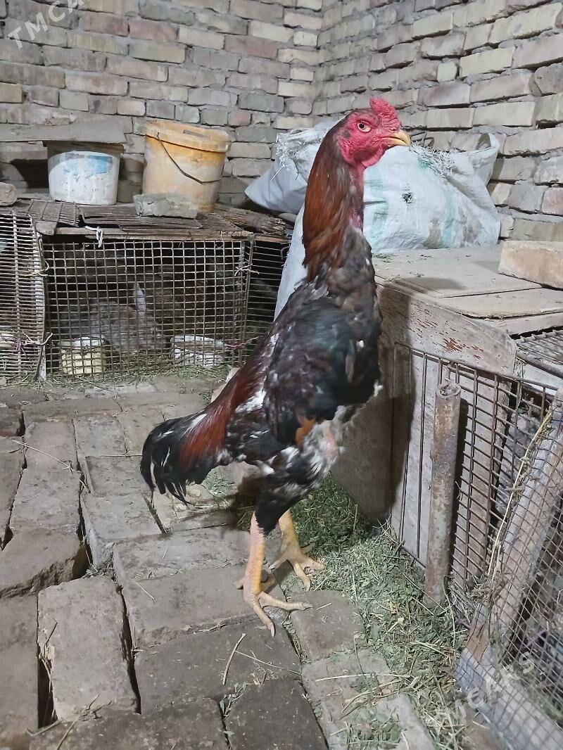 horaz - Туркменабат - img 1