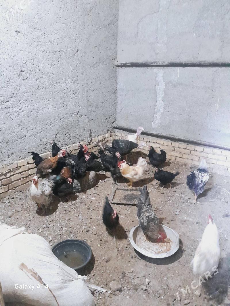 tovuk - Türkmenabat - img 1