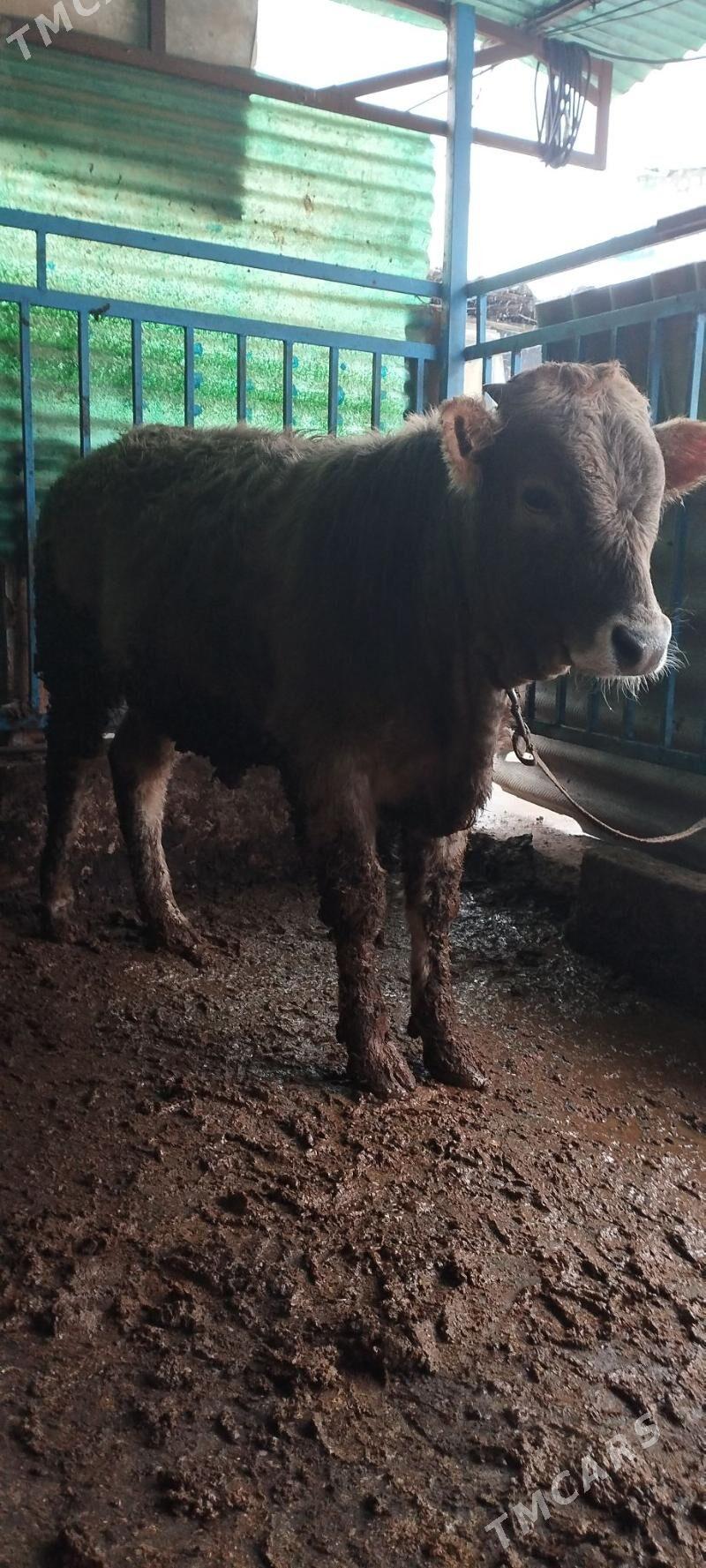 Öküz şwet - Хитровка - img 1