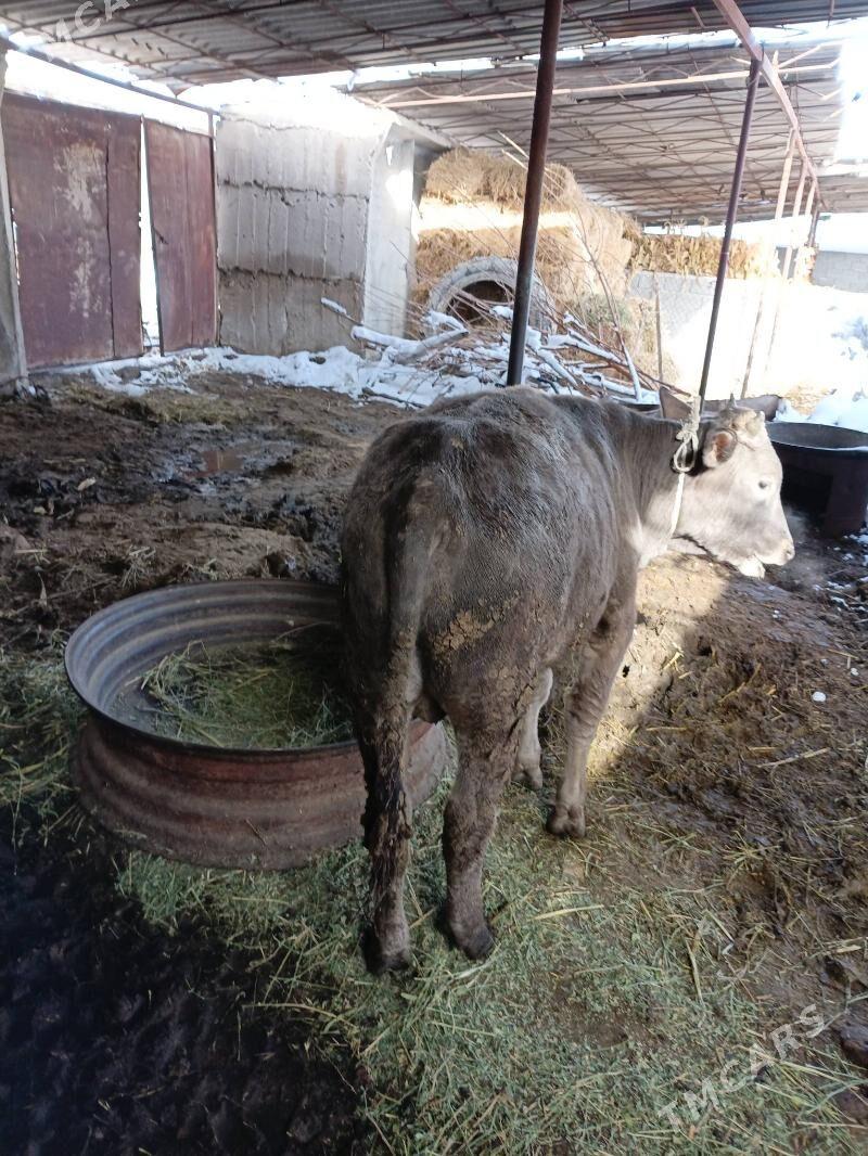 öküz - Ak bugdaý etraby - img 1