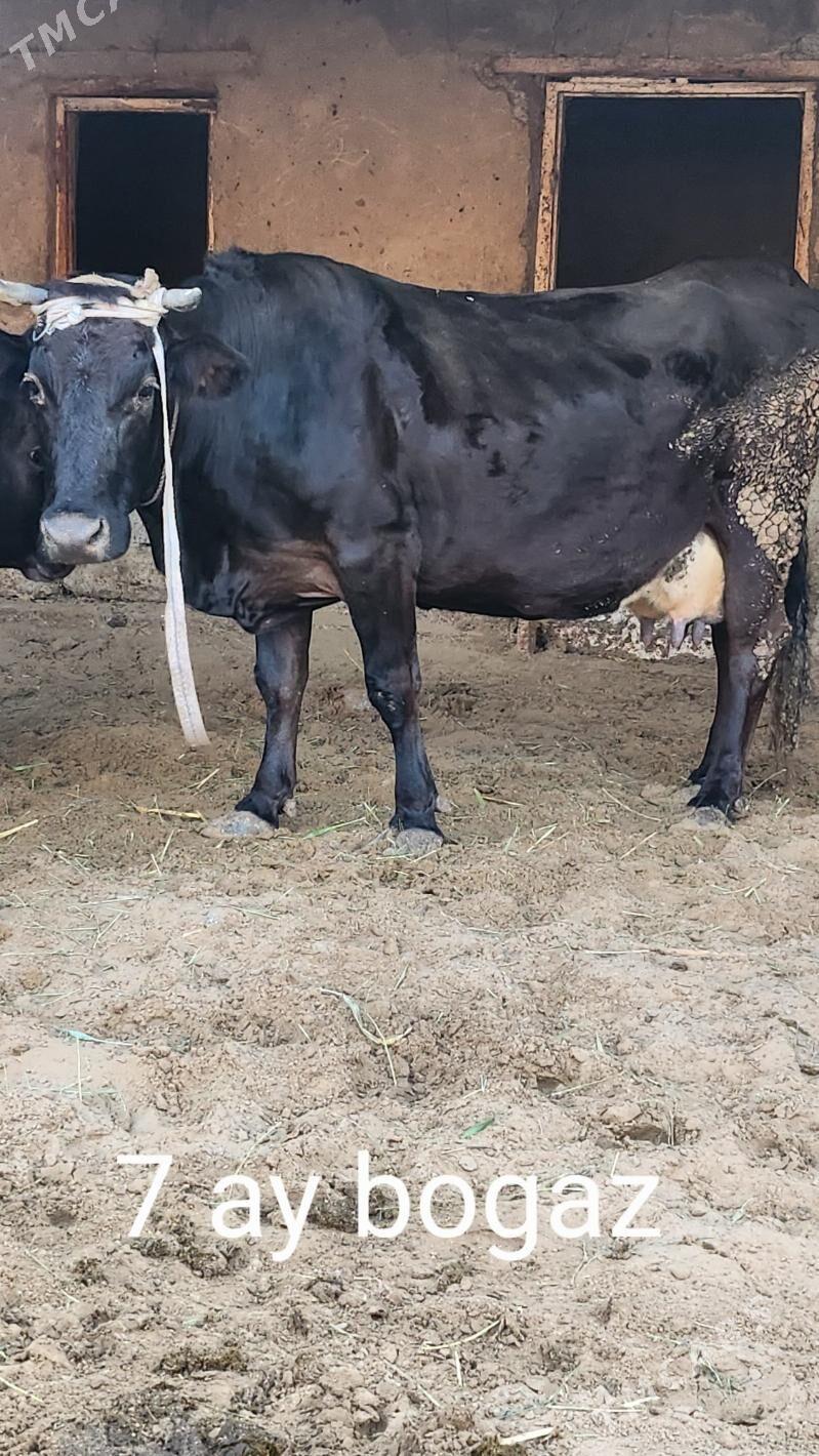 bogaz sygyr - Ашхабад - img 1