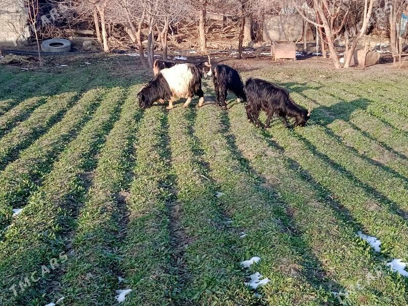 geci - Бахарден - img 1