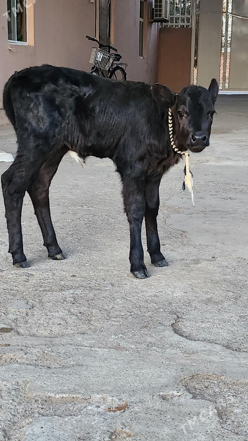 tuwe - Aşgabat - img 1