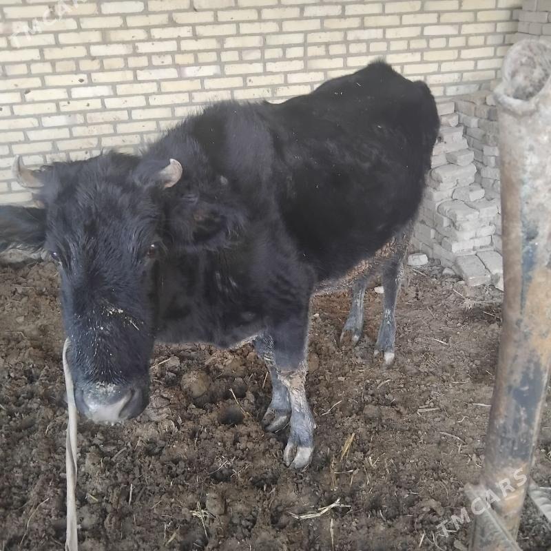 Garabay - Halaç - img 1