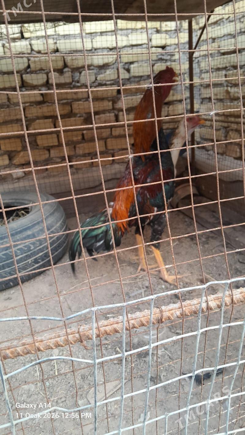 horaz - Çärjew - img 1