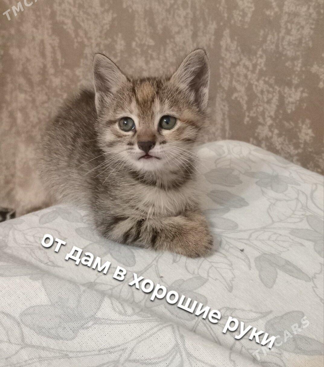 продаю - Туркменабат - img 1