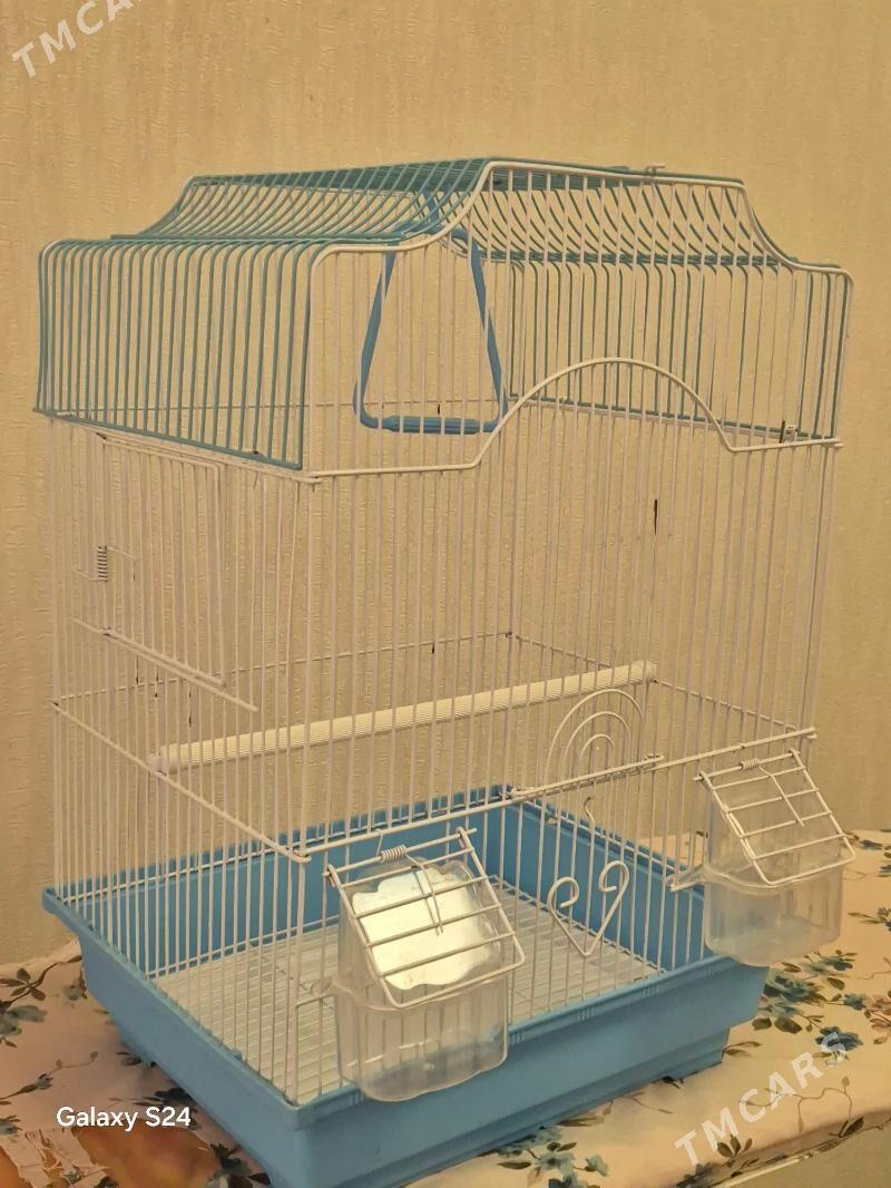 Guş ketek - Ашхабад - img 1