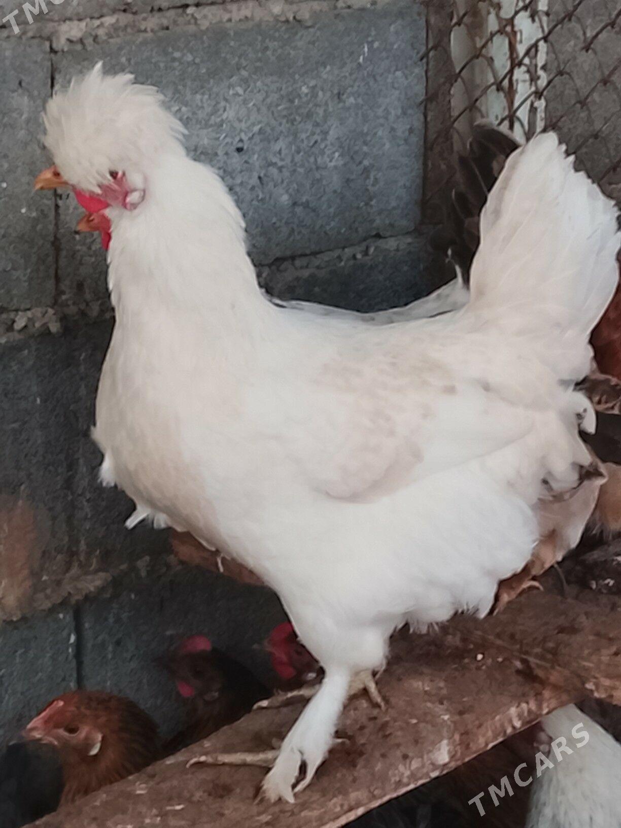 BALGAR TELPEKLI TOWUK - Бузмеин - img 1