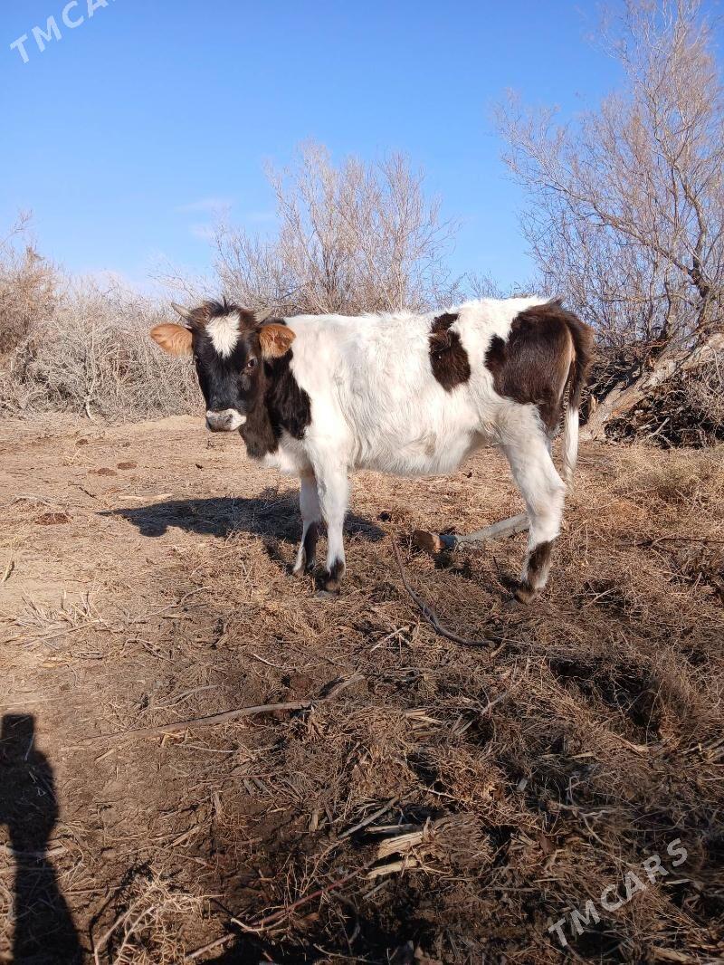 gole gacar - Türkmenbaşy - img 1