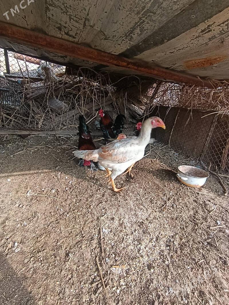 horaz towuk - Sakar - img 1