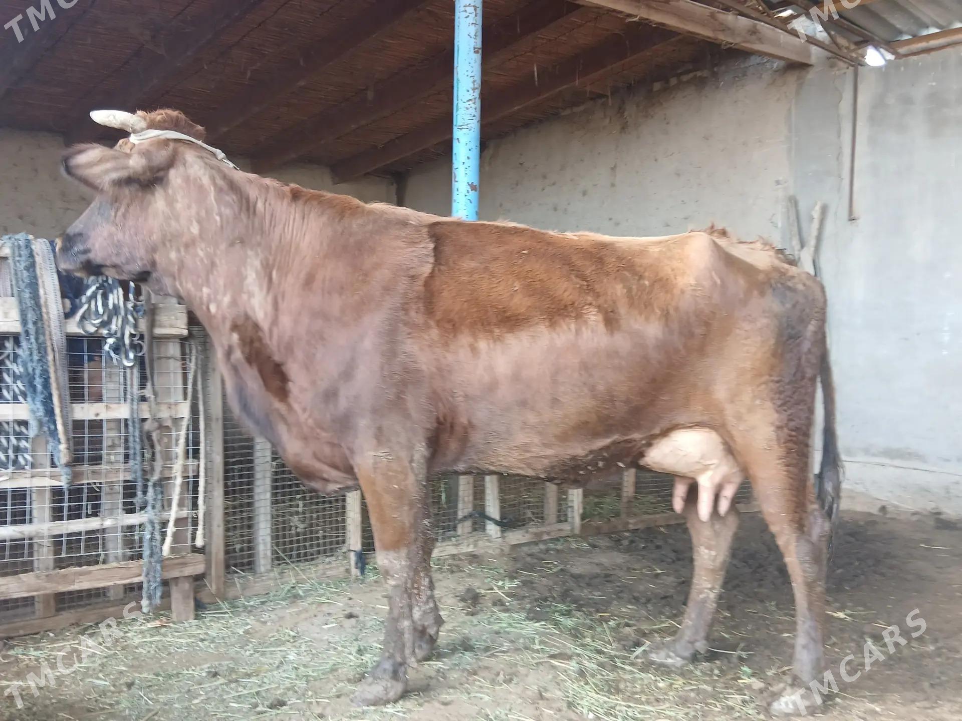 saglyk sygyr - Türkmenabat - img 1