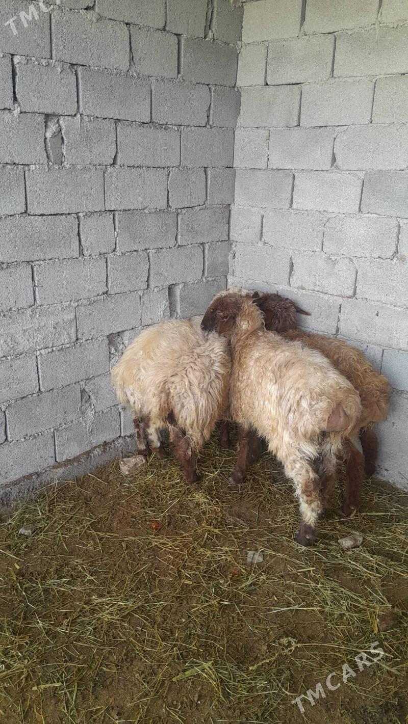 tokly - Bagyr - img 1