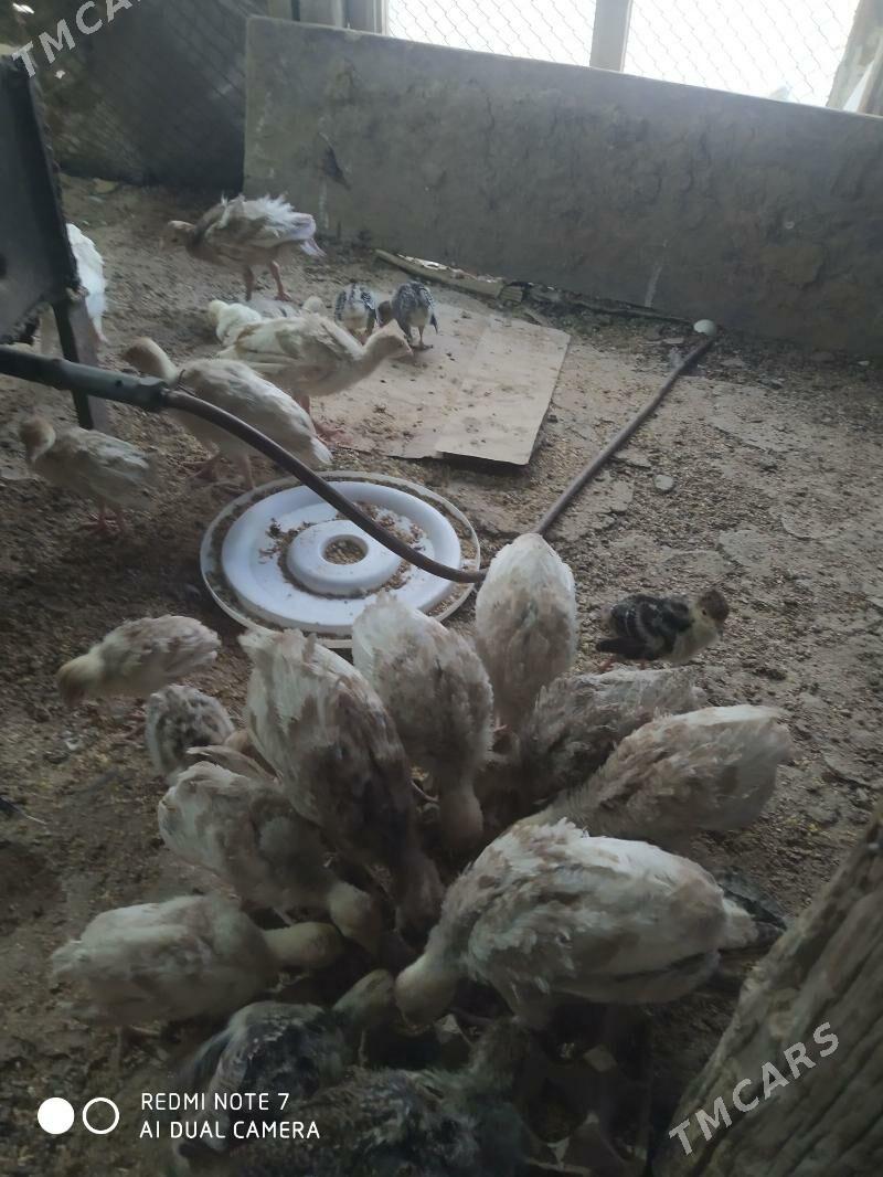 induk juje - Махтумкули - img 1