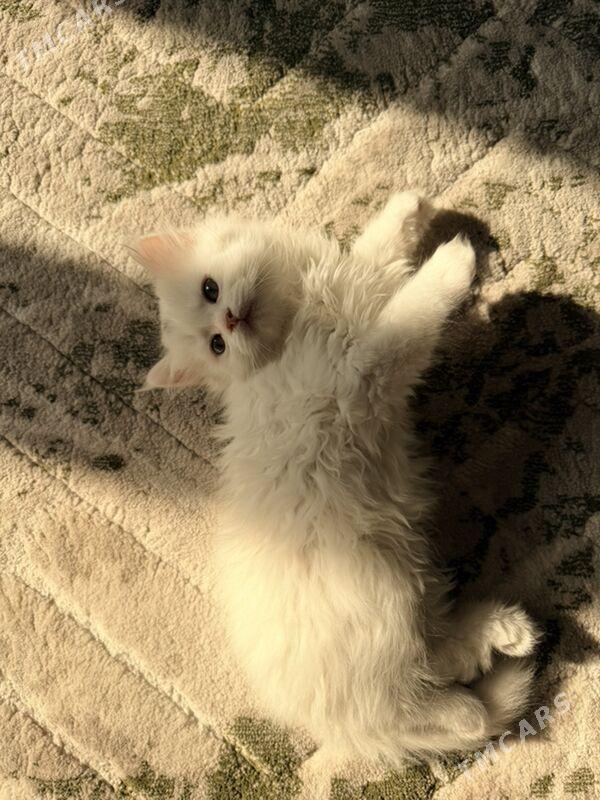 шотландский котенок - Ашхабад - img 1