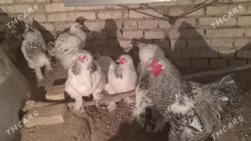 brama towuk - Чарджоу - img 1