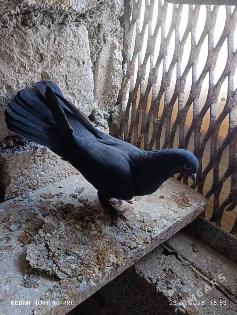 Kepderi.кепдери. - Balkanabat - img 1