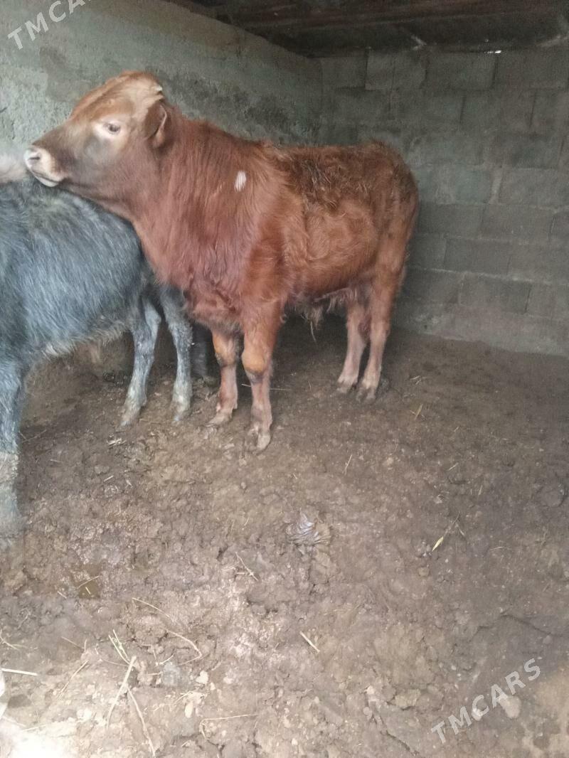 öküz - Büzmeýin - img 1