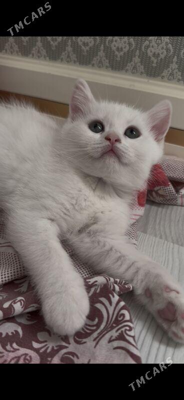 шотландская девочка - Aşgabat - img 1