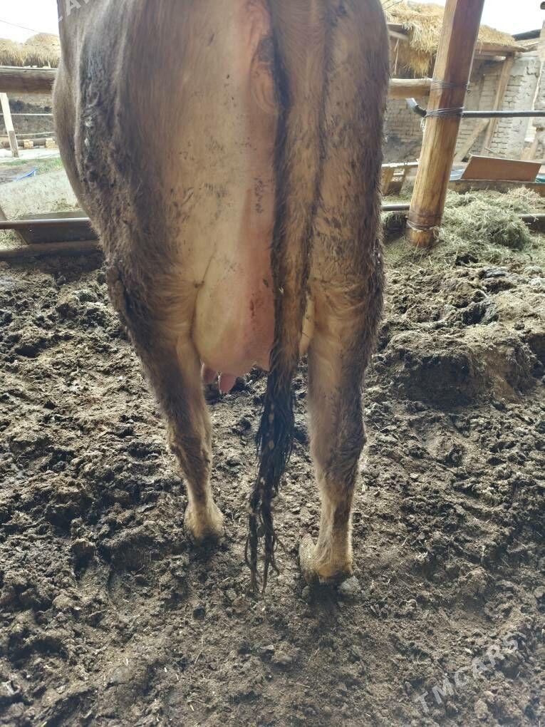 sivet sygyr - Türkmenabat - img 1