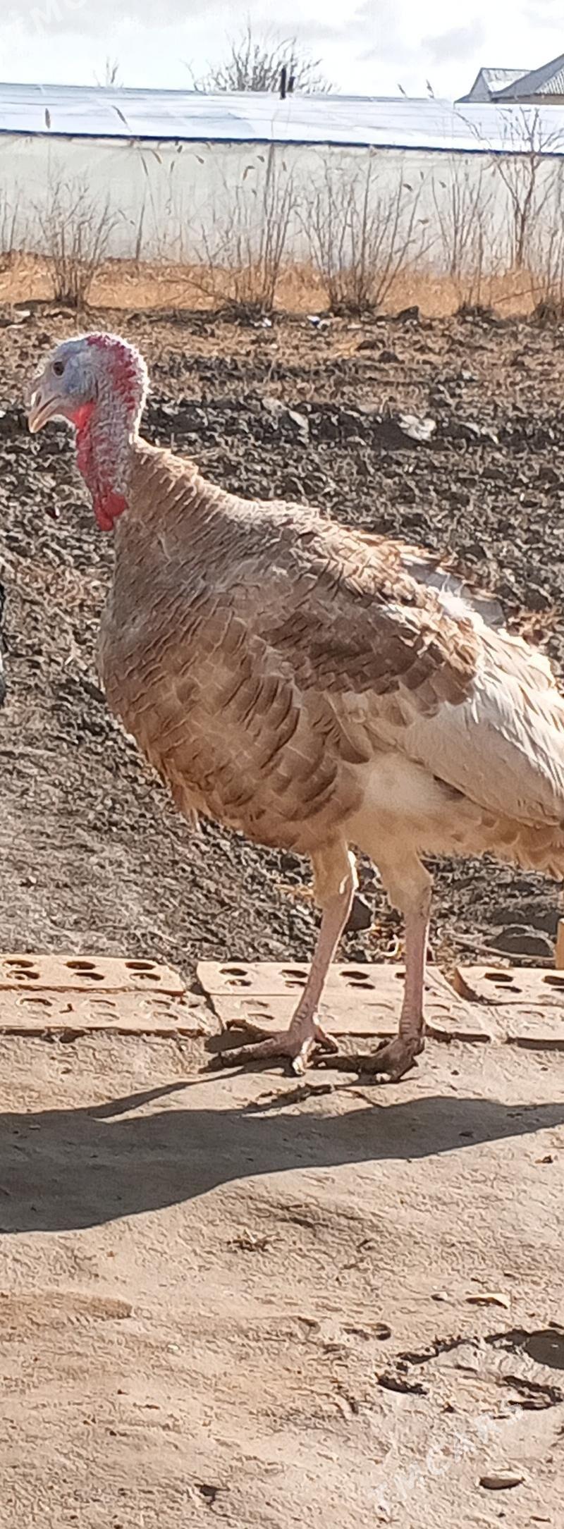 owgan paroda erkek induk - Mary - img 1