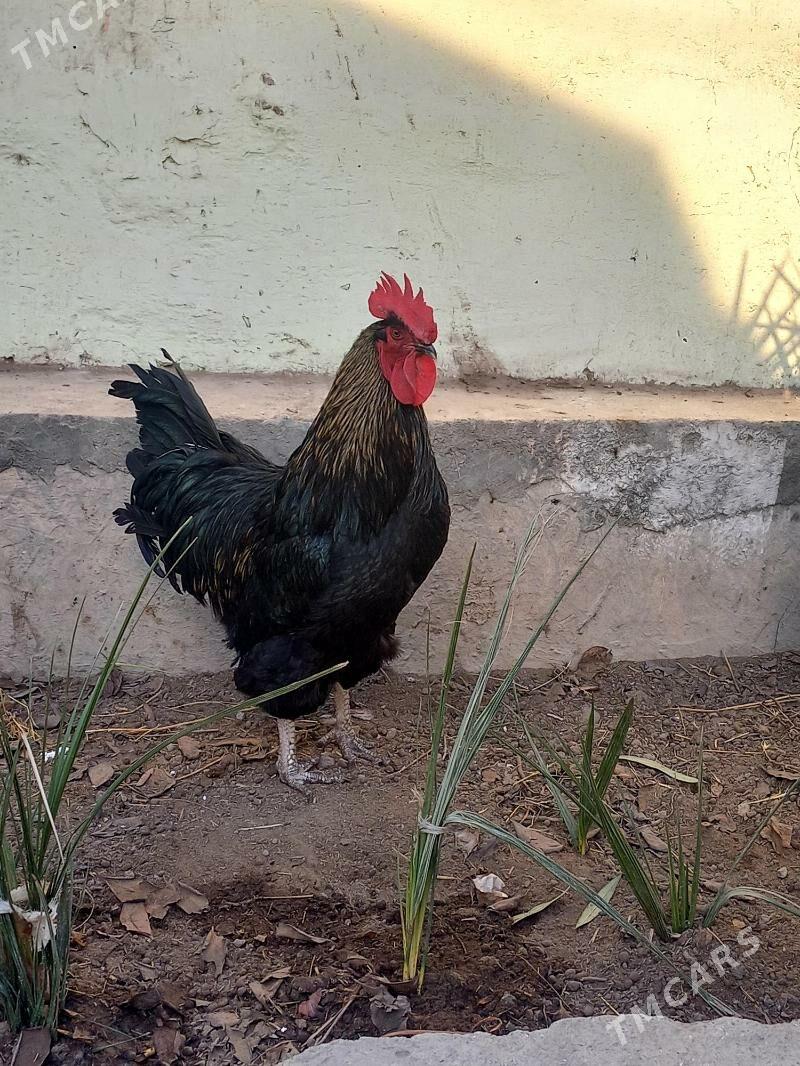 Gigant Horaz - Hitrowka - img 1