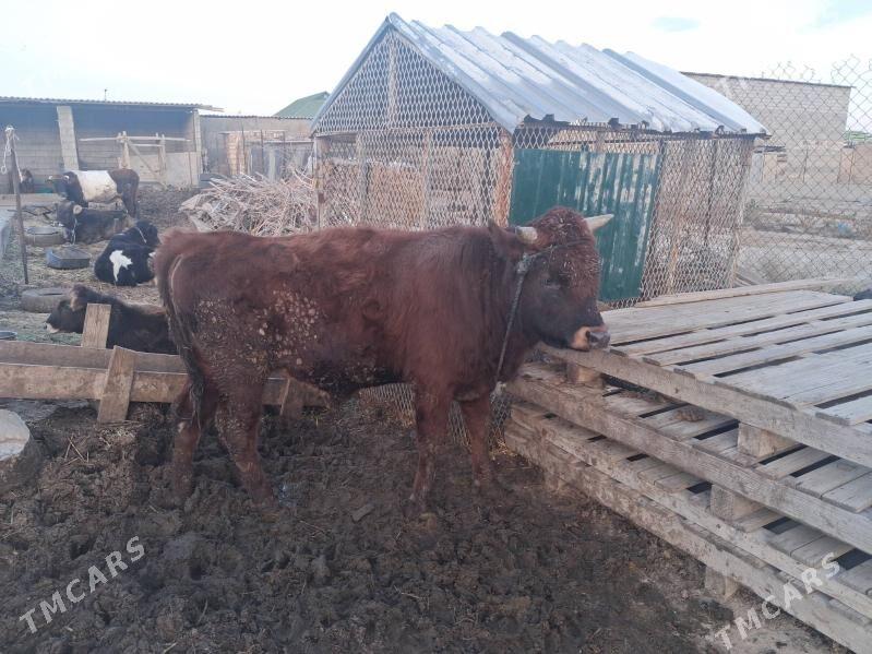 okuz - Büzmeýin - img 1