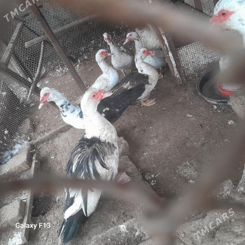 ördek. - Кëши - img 1