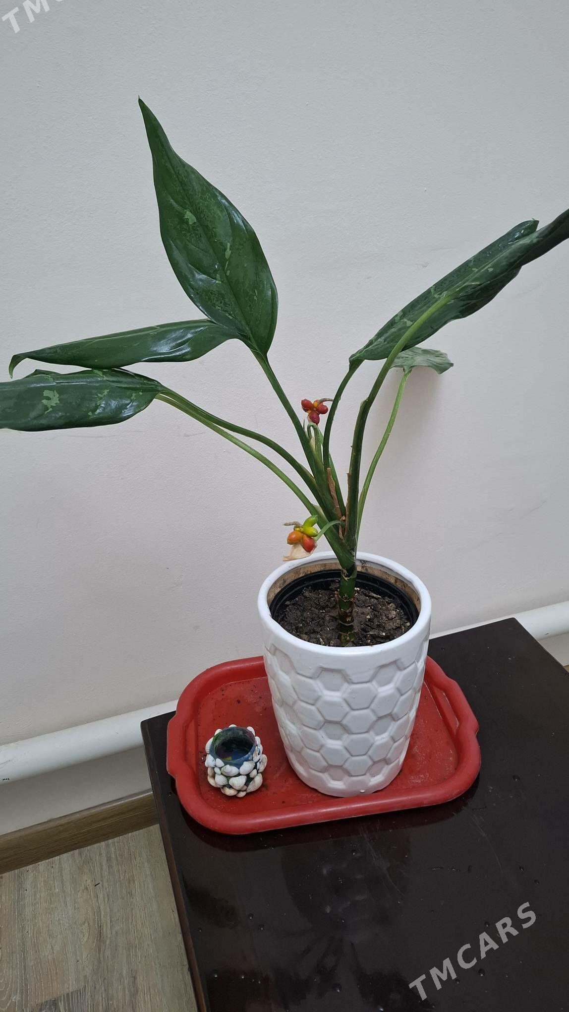 Oy gulleri - Aşgabat - img 1