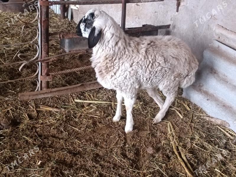 koc - Фарап - img 1