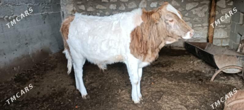 okuz - Гумдаг - img 1