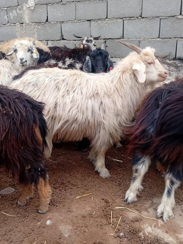 erkek işşekler - Aşgabat - img 1