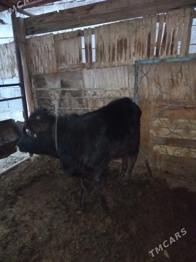 okuzce - Ялкым - img 1