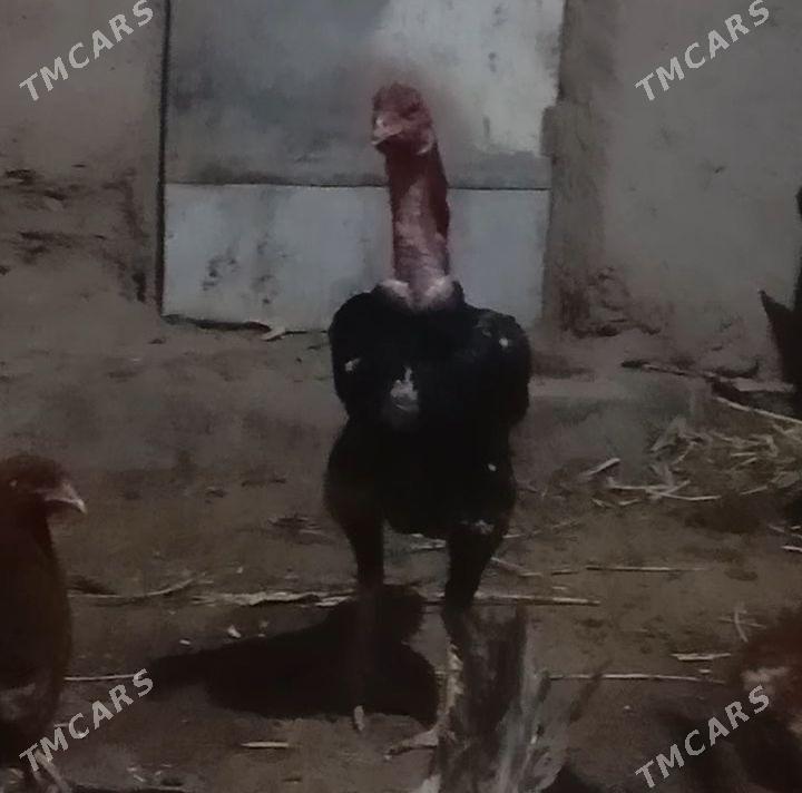 paroda horaz - Болдумсаз - img 1