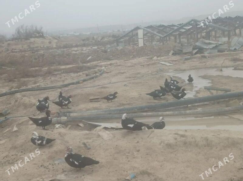 ördekler - Ашхабад - img 1