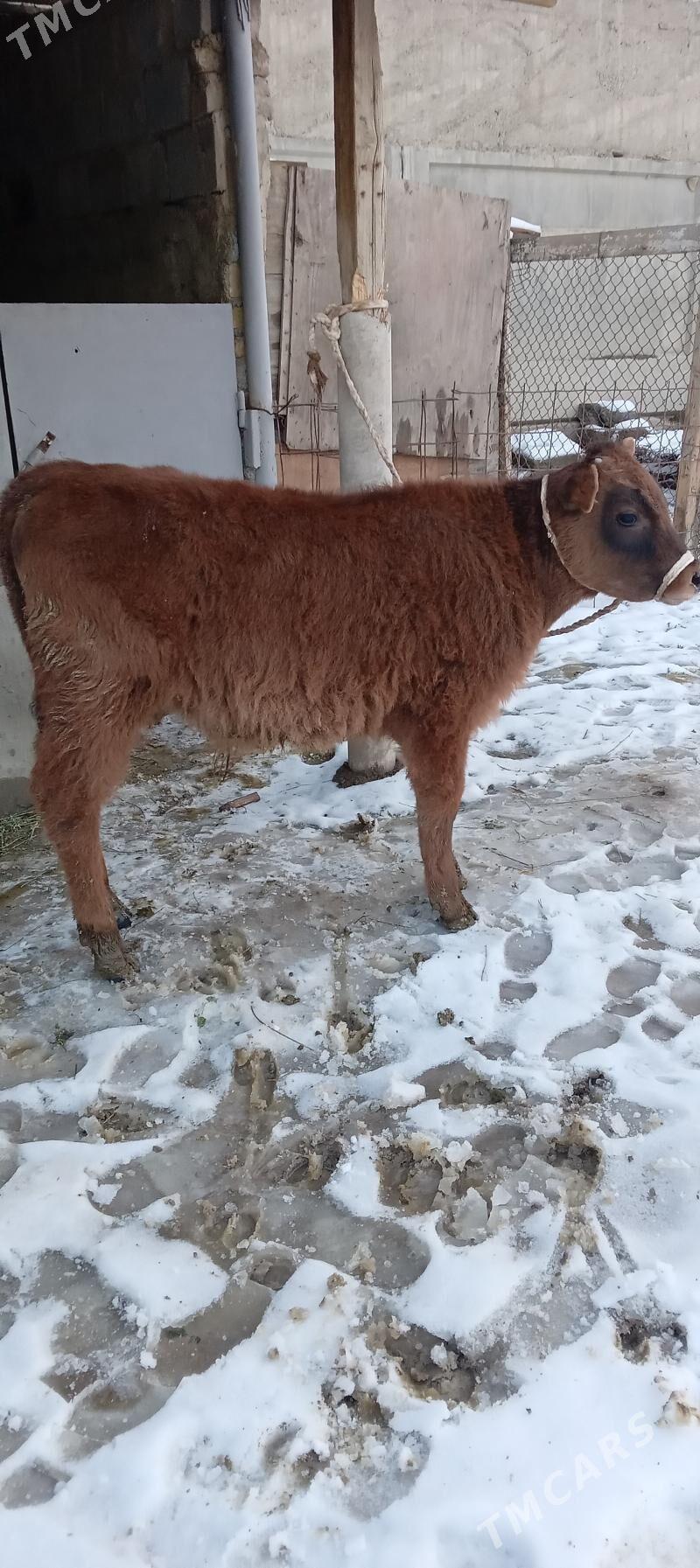 öküz şwes - Бузмеин - img 1