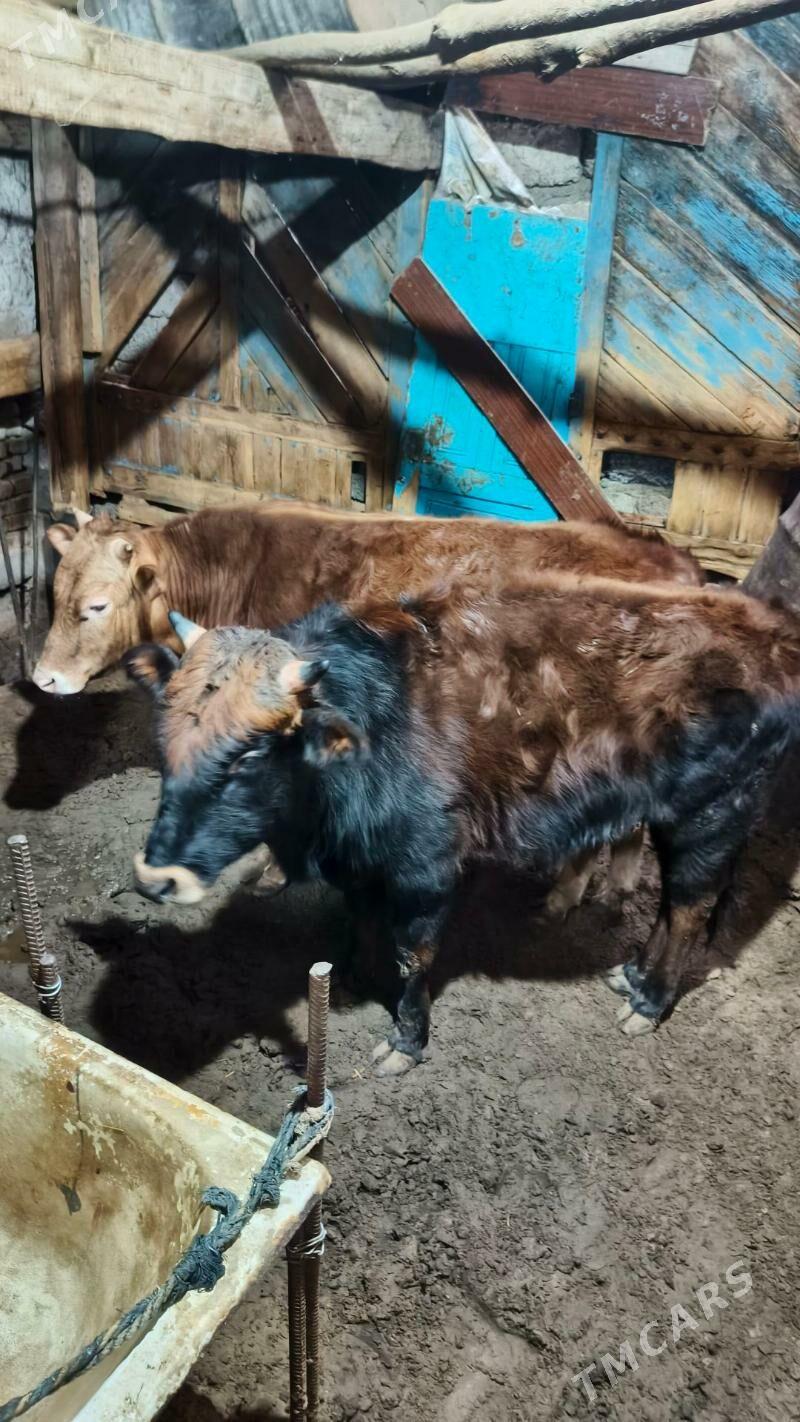 Okuz - Hitrowka - img 1